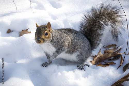 Εκτύπωση καμβά Closeup shot of a squirrel