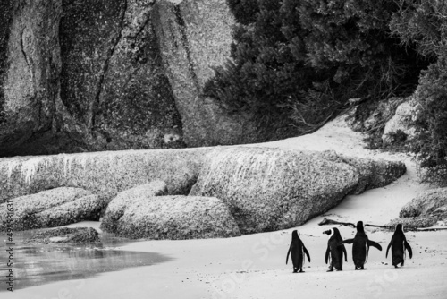 Scenic view of penguins walking on the beach