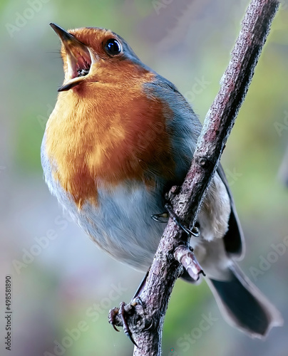 Photo Robin redbreast sitting on a branch
