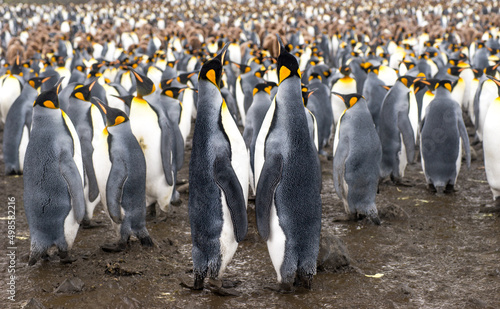 Aerial view of a large group of emperor penguins on the Kerguelen Islands