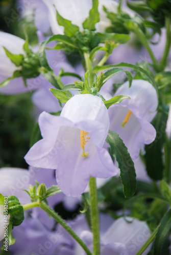 Light Purple Campanula flowers. Campanula Portenschlagiana