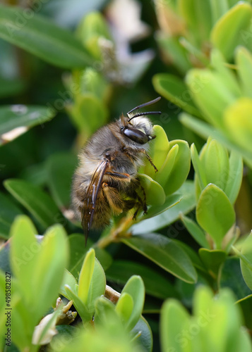 Side view of a resting Digger bee, Anthophora villosula, sitting among boxwood leaves photo