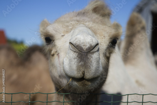 Fotografie Closeup shot of a camel's head