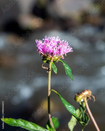 Vertical closeup shot of a Centratherum plant blooming on a blurry background photo