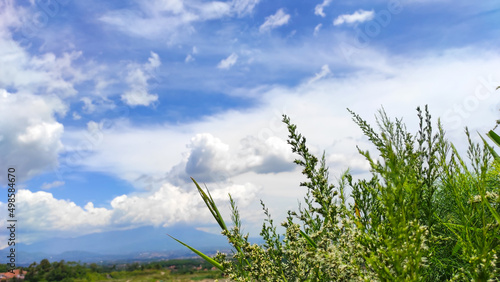 Weeds blown by the wind on a hilltop in the Cikancung area, Indonesia photo