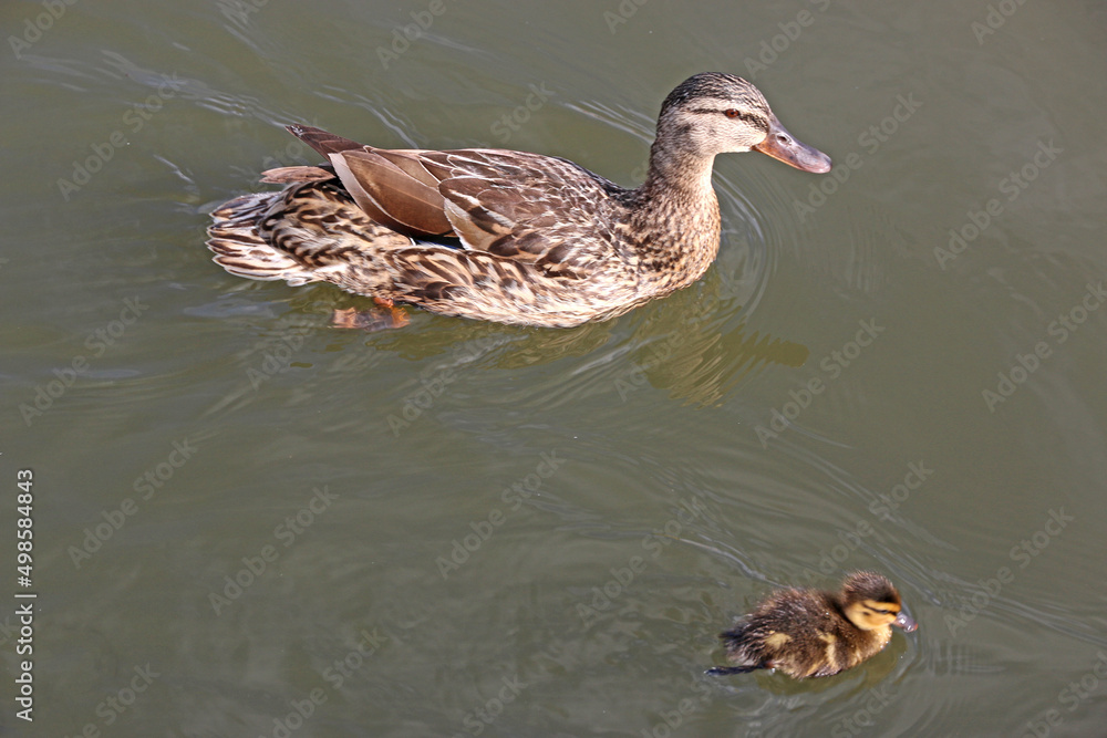 Duck and Duckling on a lake Duck and Duckling on a lake