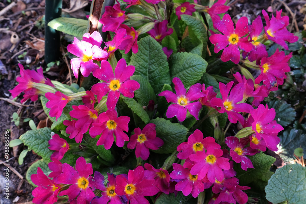 Schlüsselblume, Frühling, Blüten, Blumen, Garten