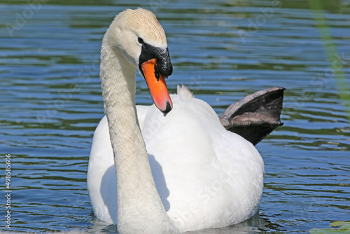 Swan swimming on a lake 
