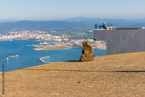 Young Barbery Ape sitting at the Gibraltar Cable Car top station and overlooking the bay.