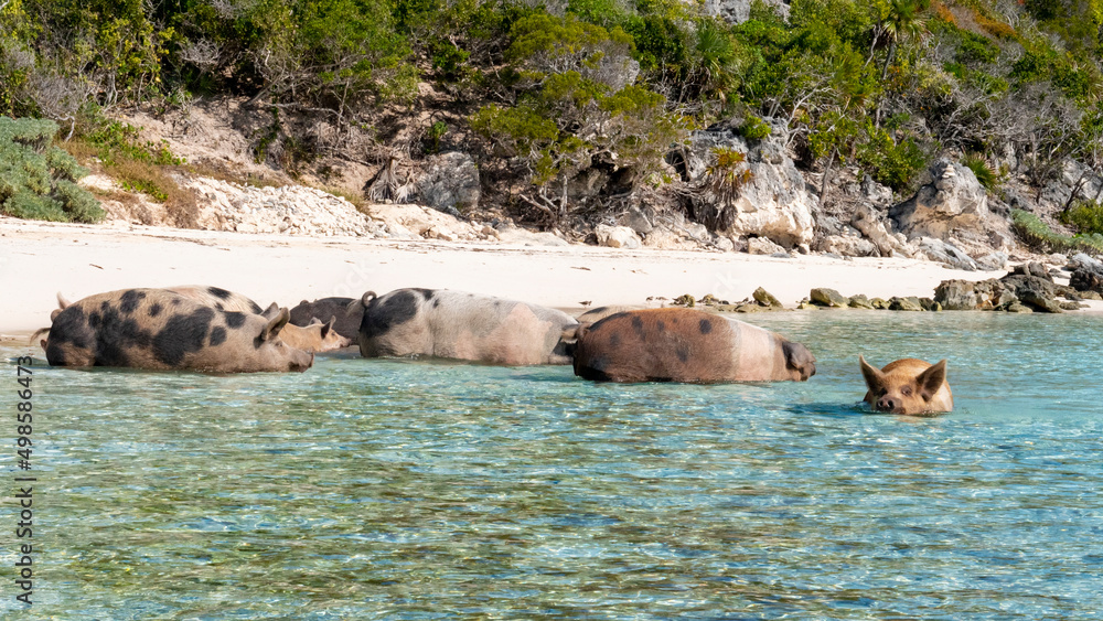Fototapeta premium pigs in the ocean water sea sand animals