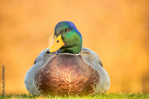 Fototapeta Closeup shot of the mallard or wild duck (Anas platyrhynchos) on the grass