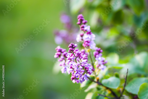 Syringa plant in fool bloom. Purple Lilac flowers in spring park. 