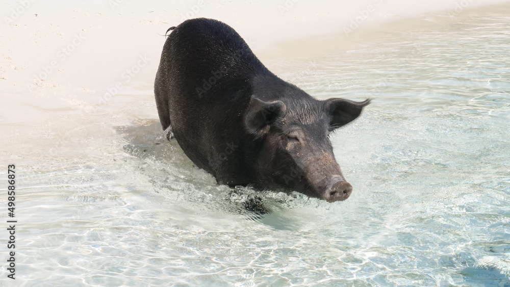 ocean water black pig tropical sea jamaica ocean water black pig tropical sea jamaica
