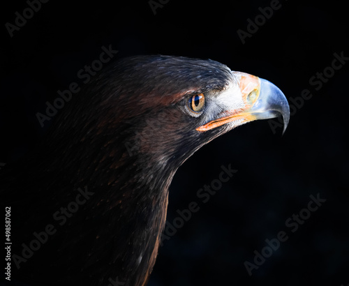 Portrait of a golden eagle in bright sunlight with blurred black background