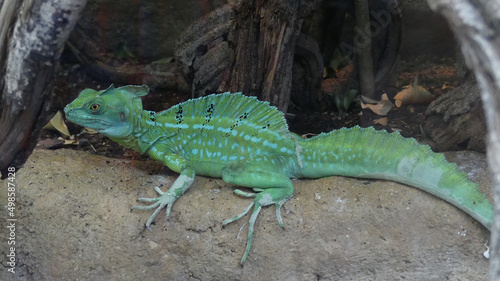 Common basilisk (Basiliscus basiliscus) in Frankfurt, Germany