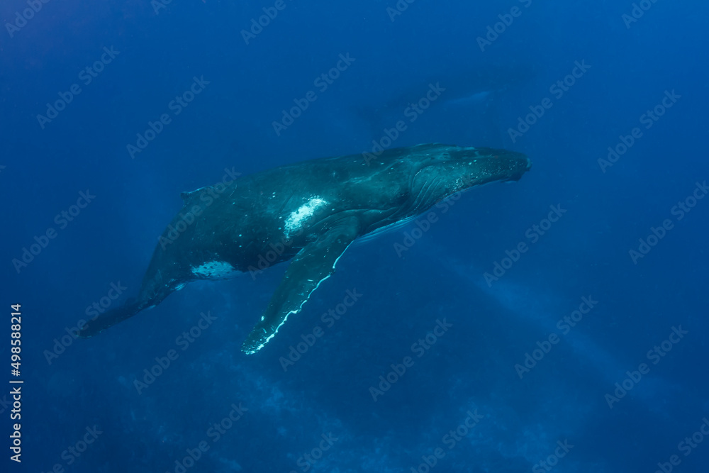 Naklejka premium Humpback Whale - Kingdom of Tonga