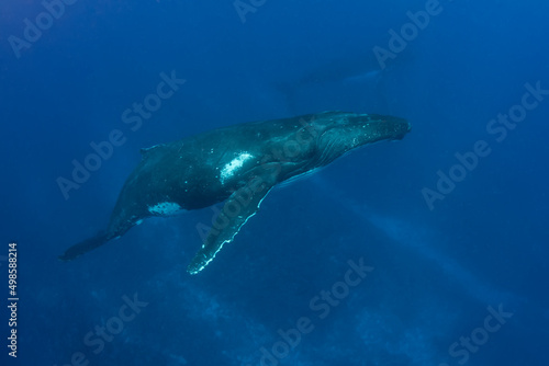 Humpback Whale - Kingdom of Tonga © Javier