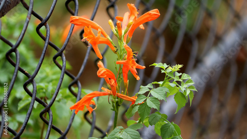 Selective focus shot of blooming Orange trumpetvine flowers in the garden photo