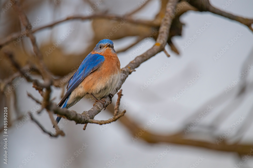 Close up of male bluebird perched on a branch Close up of male bluebird perched on a branch