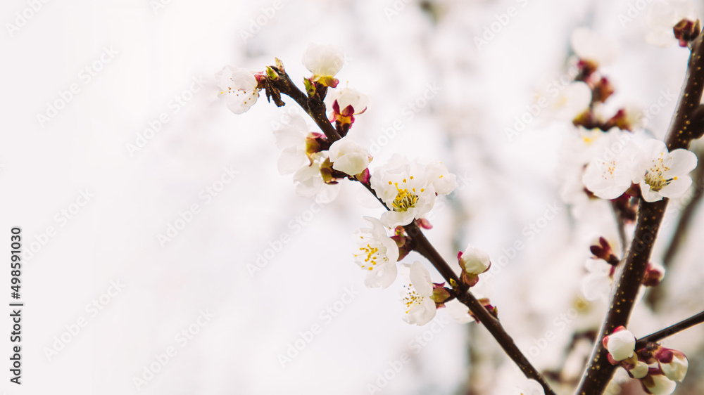 Natural background, banner of branches of a flowering tree on a light background Natural background, banner of branches of a flowering tree on a light background