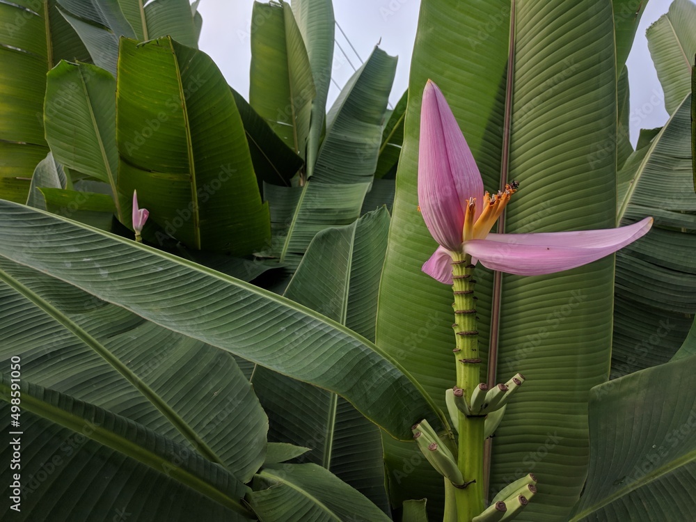 Fototapeta Pink banana blossom in the foreground and banana leaves in the background with blue sky