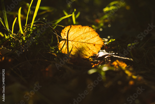 Natural background. A yellow leaf lying on the grass through which sunlight passes. Close-up