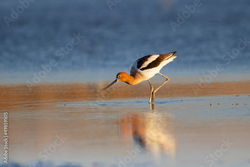 An American avocet searching for food in the shallow water in bright sunlight photo