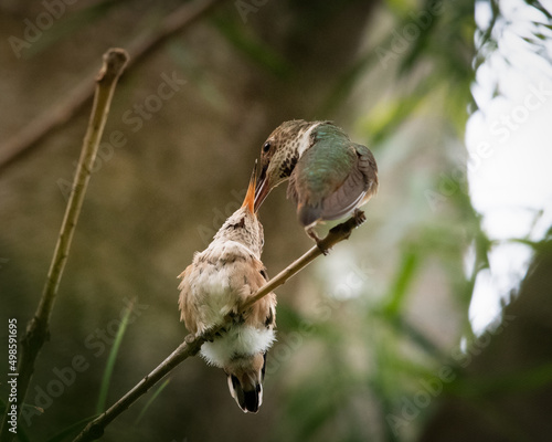 Closeup shot of two birds breeding on a tree photo