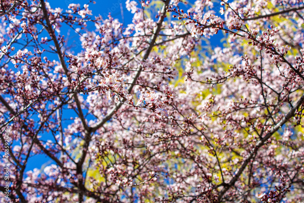 Flowers background. Spring flowers on tree branches. Flowers background. Spring flowers on tree branches.