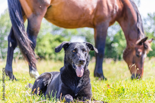 Closeup shot of a black dog and a grazing horse in the background in Berlin, Brandenburg