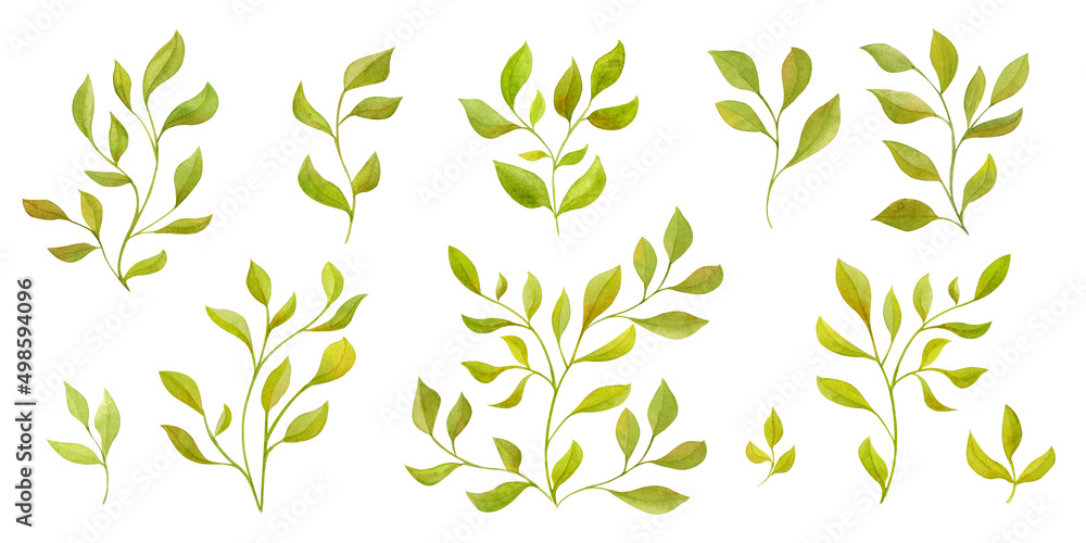 Watercolor hand painted branches and leaves set. Illustration isolated on white background. Hand-drawn branches