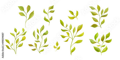 Watercolor hand painted branches and leaves set. Illustration isolated on white background. Hand-drawn branches 