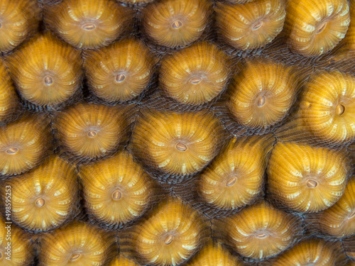 Closeup shot of Montastraea coral underwater photo