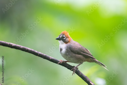 Rusty-crowned ground sparrow (Melozone kieneri) on a tree branch photo