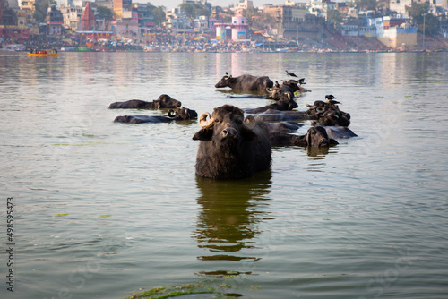 Búfalos en el río sagrado del Ganges 
