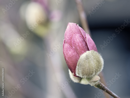 Closeup of magnolia liliaceae flower