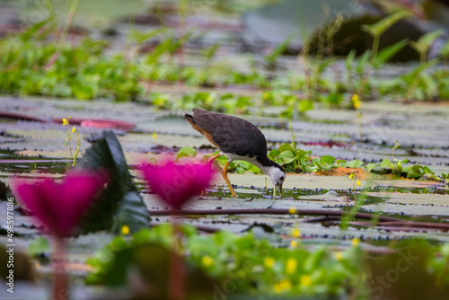 Shallow focus shot of a white-breasted waterhen in a pond photo