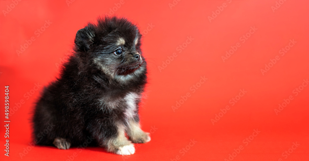 Cute little pomeranian spitz puppy sitting on a red background. Fluffy puppy Cute little pomeranian spitz puppy sitting on a red background. Fluffy puppy
