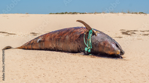 Εκτύπωση καμβά Dirty corpse of a dolphin thrown on the seashore