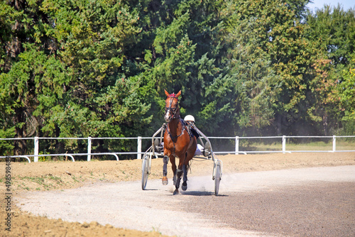 harness racing horse trotter breed in motion hippodrome sport © goce risteski