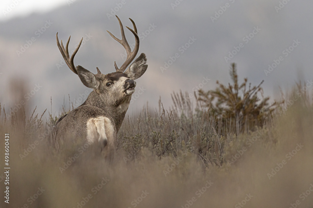Φωτογραφία View of a beautiful majestic mule deer buck in a Grand Teton National Park, USA