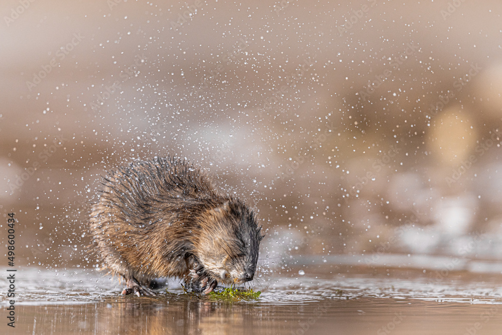 Ταπετσαρία Beautiful muskrat reflecting in the water in Grand Teton National Park, USA