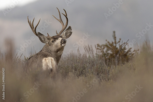 View of a beautiful majestic mule deer buck in a Grand Teton National Park, USA photo