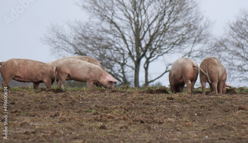 Völlig frei laufende, nicht eingepferchte, glückliche Schweine im Schlamm auf einem Acker in Norddeutschland