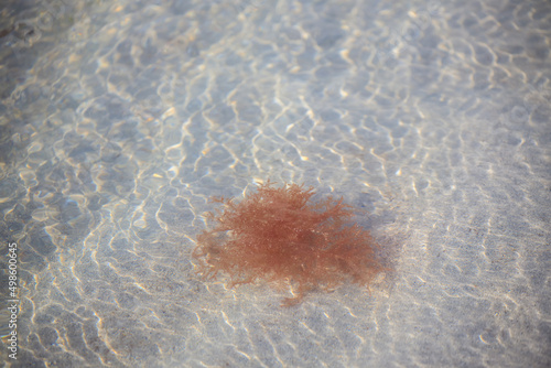 Closeup of the red algae in the clean ocean photo