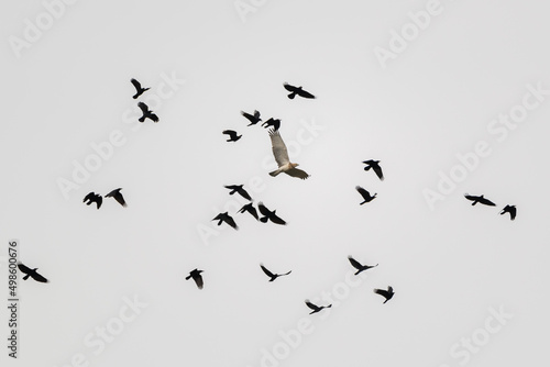 Fototapeta Low angle shot of flying group of short-toed snake eagle (Circaetus gallicus) an