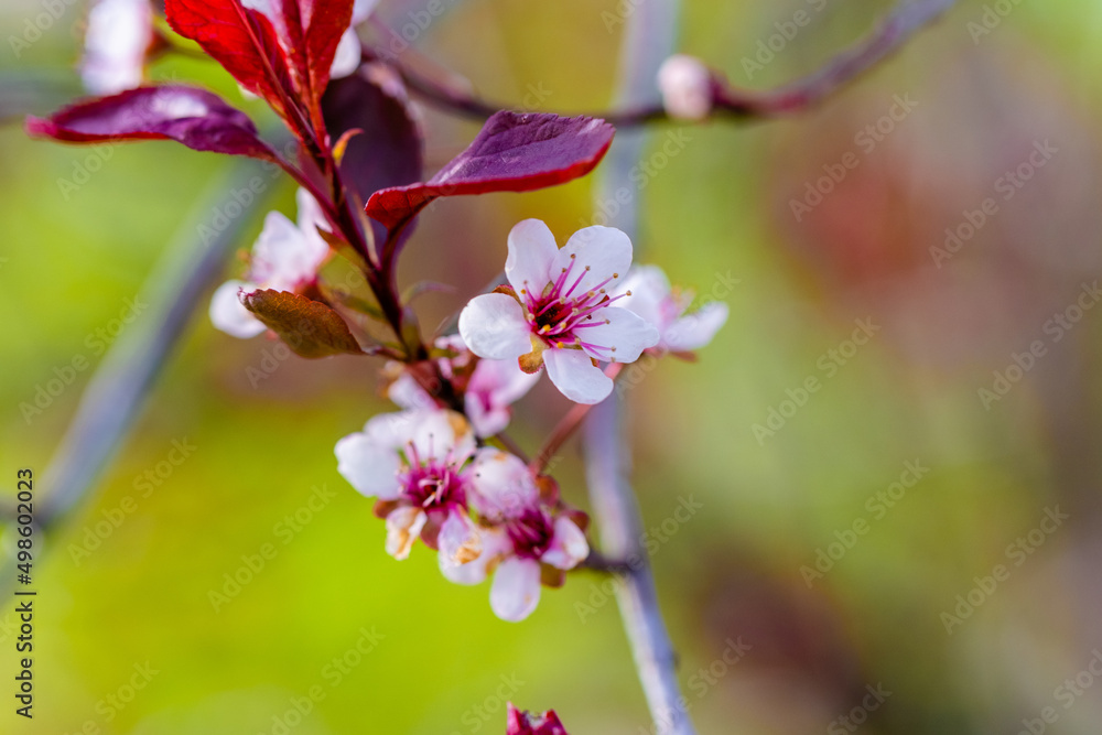 Spring in park