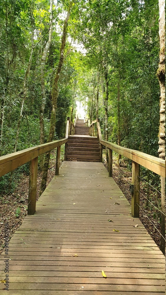 Fototapeta premium Pasarela en la Selva