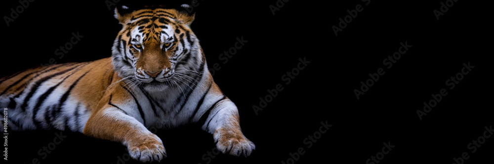 Template of a tiger with a black background