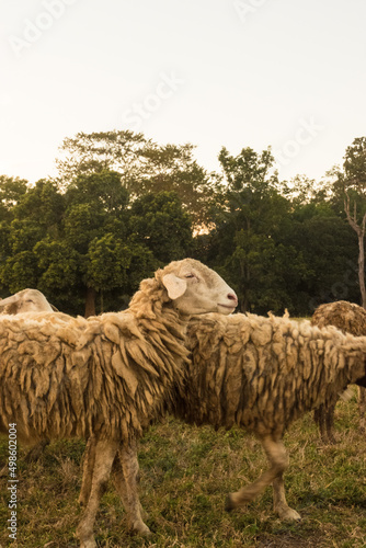 Closeup shot of Jezersko Solcava Sheep grazing in the grass field farm and trees with light sky photo